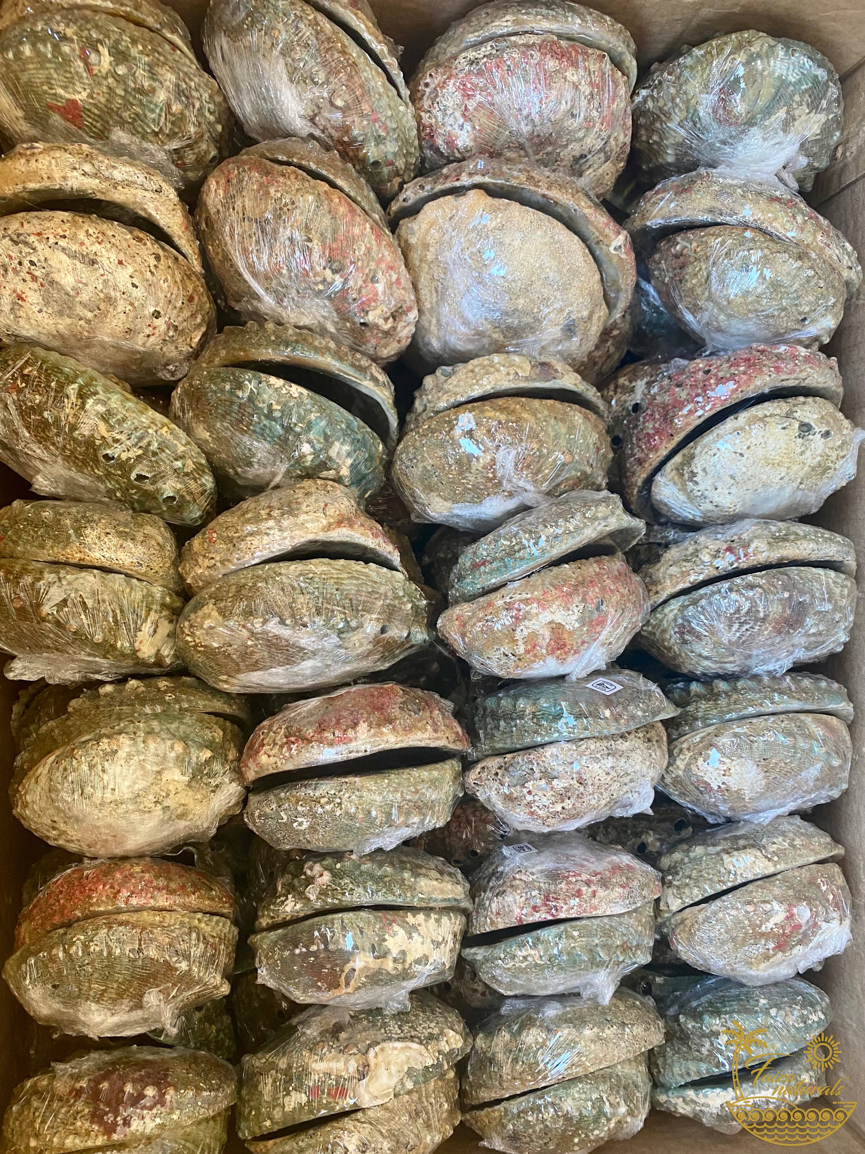 Sacred Smudging Companion: Natural Abalone Shells