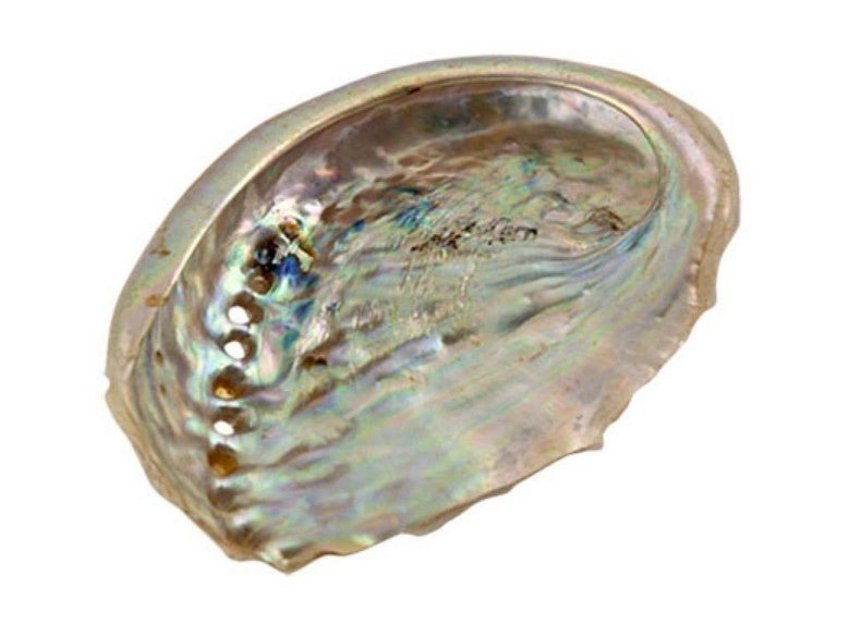 Sacred Smudging Companion: Natural Abalone Shells